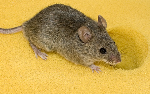 Los ratones son portadores de bacterias resistentes a antibióticos